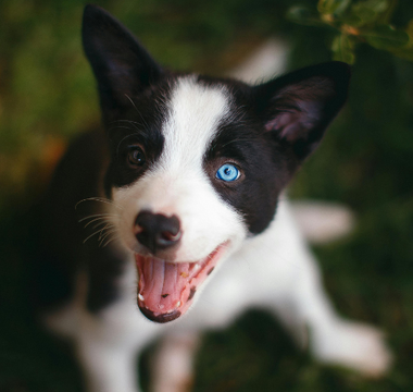 Adorable black and white puppy with blue eyes looks up