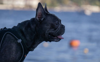 How to Know When You’re Ready for a New Pet