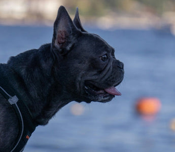How to Know When You’re Ready for a New Pet