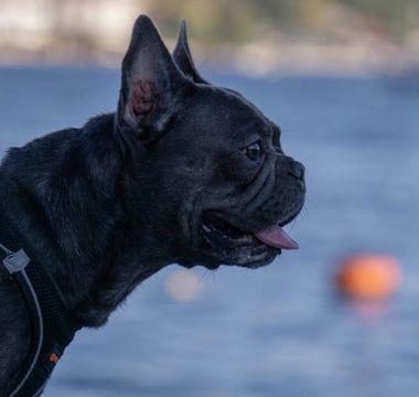 How to Know When You’re Ready for a New Pet