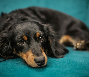Behind the Letters: Truth from Rainbow Bridge