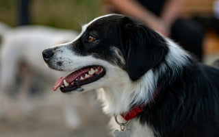 How to Know When a New Pet Is Right for You