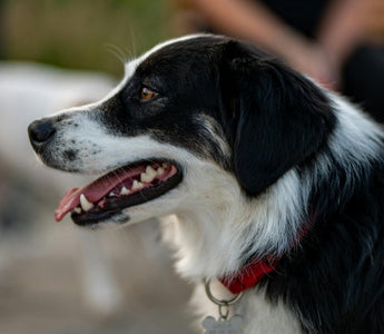 How to Know When a New Pet Is Right for You