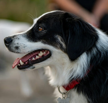 How to Know When a New Pet Is Right for You
