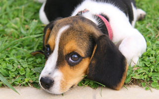 Embracing Pet Love at Any Age with Confidence