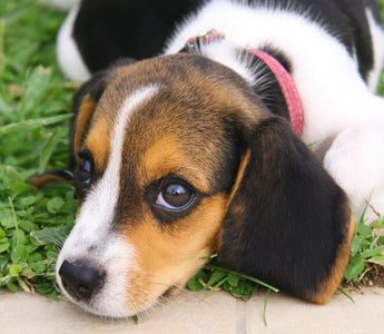 Embracing Pet Love at Any Age with Confidence