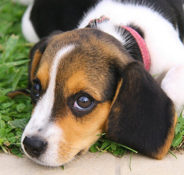 Embracing Pet Love at Any Age with Confidence