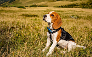 Healing Through Rescuing: Loving Pets Again