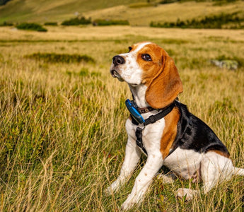 Healing Through Rescuing: Loving Pets Again