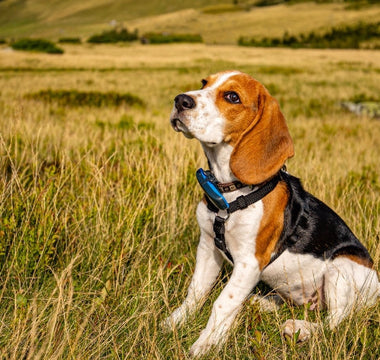 Healing Through Rescuing: Loving Pets Again