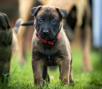 Adorable Belgian Malinois puppy standing in grass