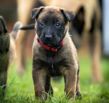 Adorable Belgian Malinois puppy standing in grass