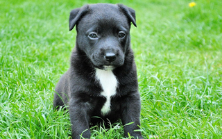 Adorable black and white puppy sitting in the grass