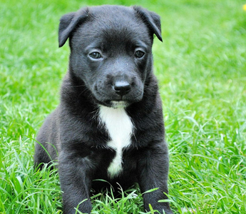 Adorable black and white puppy sitting in the grass