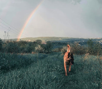 Facing the Heartbreak of Pet Loss