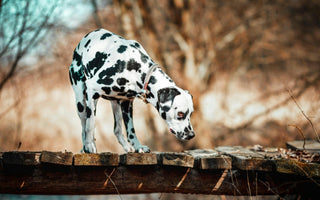 Dalmatian dog standing on a rustic wooden bridge, looking down.