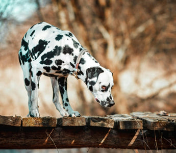 Dalmatian dog standing on a rustic wooden bridge, looking down.