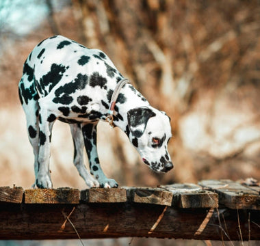 Preparing for the Journey Ahead with Your Pet