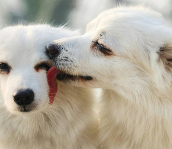 Understanding Pet Grief After Loss