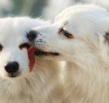 Understanding Pet Grief After Loss