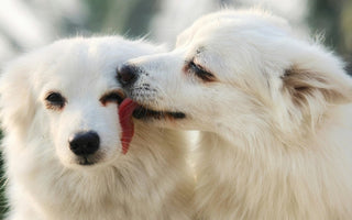 Two fluffy white dogs nuzzling affectionately.