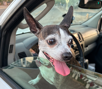 Happy chihuahua dog looking out car window