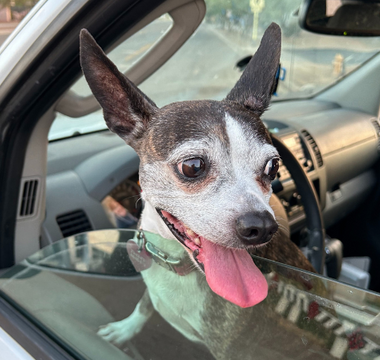Happy chihuahua dog looking out car window