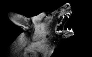 Aggressive German Shepherd dog barking with teeth bared
