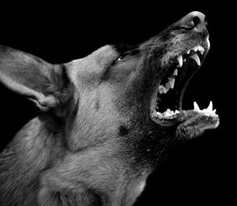 Aggressive German Shepherd dog barking with teeth bared