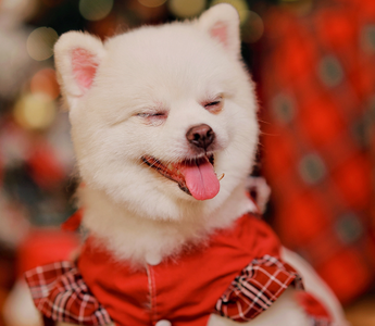 Adorable white Pomeranian dog wearing a red and plaid Christmas outfit.