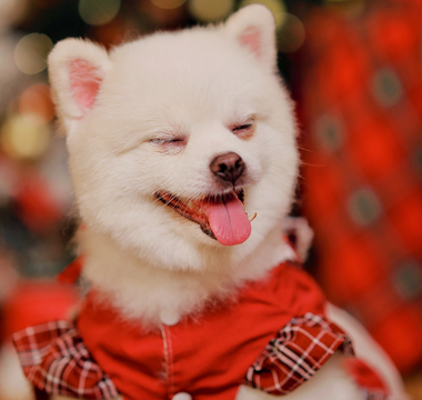 Adorable white Pomeranian dog wearing a red and plaid Christmas outfit.