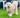 Fluffy white Bichon Frise dog wearing a pink outfit and flower accessory.