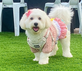 Fluffy white Bichon Frise dog wearing a pink outfit and flower accessory.