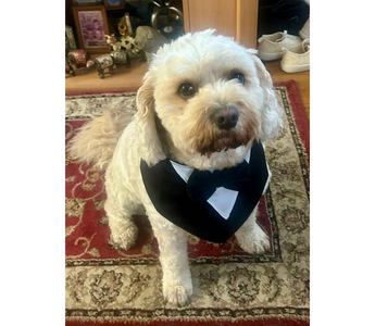 Taz, a Cavoodle dog wearing a black tuxedo bandana, brings joy.