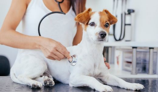 Understanding Your Dog's Normal Heart Rate and Health