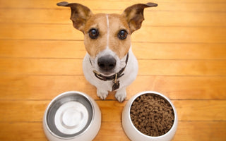 Understanding Why Your Dog Won’t Eat Until You Get Home