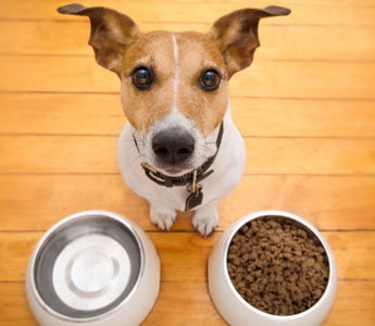 Hungry Jack Russell Terrier sits between bowl of dog food and water bowl.