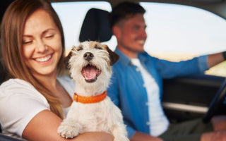Happy couple on a road trip with their Jack Russell Terrier