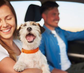 Happy couple on a road trip with their Jack Russell Terrier