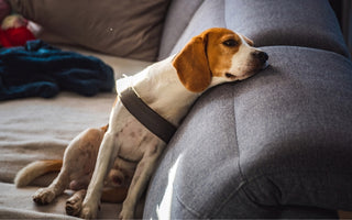 The Dangers of Toxic Molds to Pets