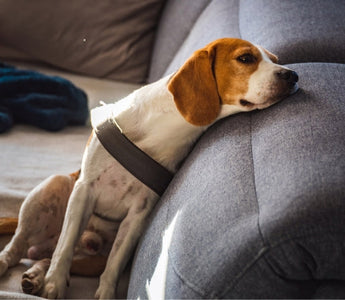 Beagle dog resting its head on a gray couch