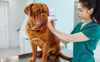 Everything You Need to Know About Dog Allergies: Symptoms, Causes, and Treatments