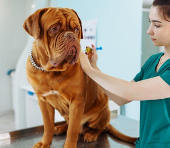 Veterinarian administering a vaccination to a Dogue de Bordeaux