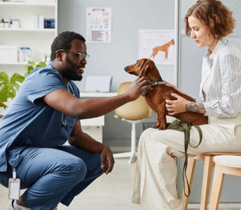 Veterinarian examining a dachshund with its owner in a veterinary clinic.