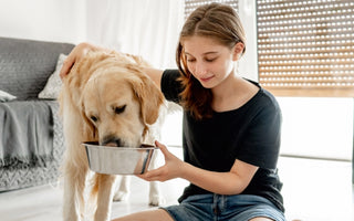 Best Dog Food for Sensitive Stomachs