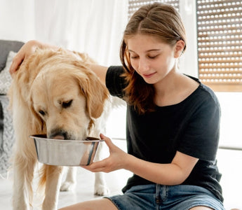 Girl feeding her Golden Retriever dog from a metal bowl.