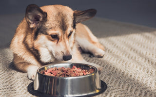 Corgi dog eating dog food from a metal bowl