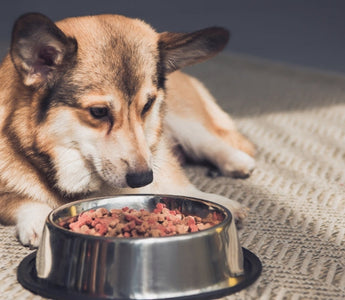 Corgi dog eating dog food from a metal bowl