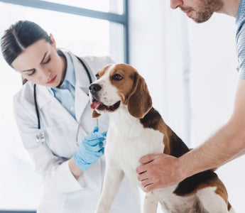 Veterinarian giving a beagle a vaccination while the dog's owner holds it.
