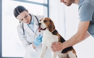 Pros and Cons of Neutering your Dog